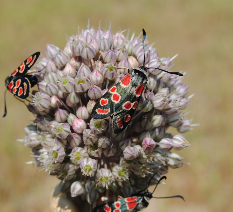 Zygaena (Agrumenia) carniolica ?